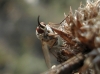 Phthiria sp.