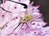 Phthiria sp.