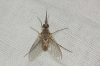 Phthiria sp. Meigen, 1820