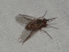 Phthiria sp. Meigen, 1820