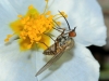 Phthiria sp. Meigen, 1820