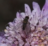 Phthiria sp. Meigen, 1820