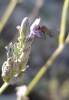Phthiria sp. Meigen, 1820