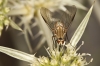 Phthiria sp. Meigen, 1820