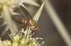 Phthiria sp. Meigen, 1820