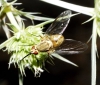 Phthiria sp. Meigen, 1820