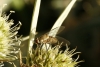Phthiria sp. Meigen, 1820