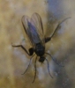Rhamphomyia sp. Meigen, 1822
