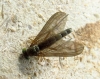 Sciapus sp. Zeller, 1842