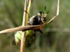 Stratiomys hispanica (Pleske, 1901)