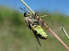 Stratiomys hispanica (Pleske, 1901)