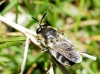 Stratiomys longicornis Stratiomys longicornis