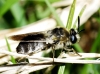 Stratiomys longicornis