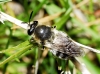 Stratiomys longicornis