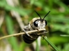 Stratiomys longicornis