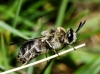 Stratiomys longicornis