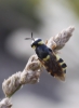 Stratiomys sp. Stratiomys sp.