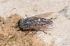 Tabanidae 1/2