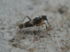 Tachydromia sp.
