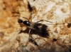 Tachydromia sp. Meigen, 1803