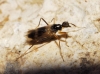 Tachydromia sp. Meigen, 1803