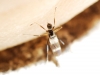 Tachydromia sp. Meigen, 1803