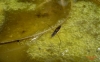 Gerris sp.