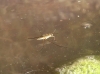 Gerris sp.