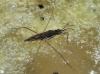 Gerris sp.