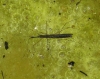 Hydrometra stagnorum Hydrometra stagnorum