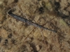 Hydrometra stagnorum Hydrometra stagnorum