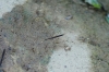 Hydrometra stagnorum Hydrometra stagnorum