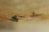 Hydrometra stagnorum Hydrometra stagnorum