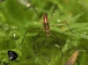 Hydrometra stagnorum Hydrometra stagnorum