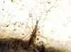 Hydrometra stagnorum Hydrometra stagnorum