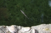 Hydrometra stagnorum Hydrometra stagnorum