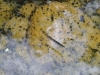 Hydrometra stagnorum Hydrometra stagnorum