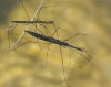 Hydrometra stagnorum Hydrometra stagnorum
