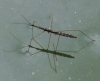 Hydrometra stagnorum Hydrometra stagnorum
