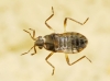 Microvelia reticulata