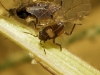 Microvelia sp.
