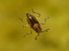 Microvelia sp.