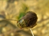 Naucoris maculatus