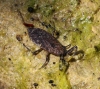 Nepa cinerea