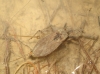 Nepa cinerea