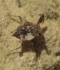 Nepa cinerea