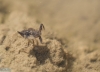 Nepa cinerea