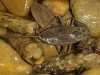 Nepa cinerea
