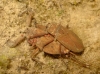 Nepa cinerea