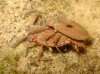 Nepa cinerea
